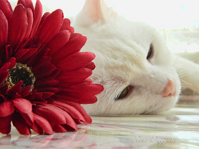 绝境黎明，德罗赞用一记跳投完成上海滩的自我救赎