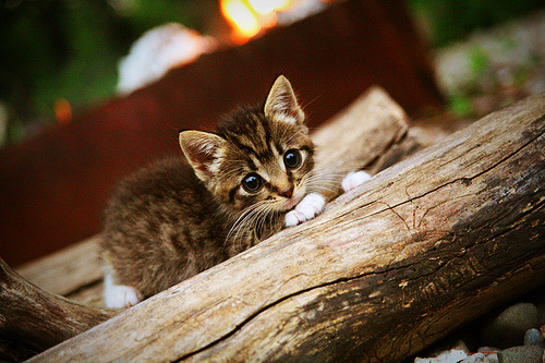 桑巴铁幕下的德意志密钥,哈弗茨绝杀背后,巴西草根防线如何斩落非洲雄鹰
