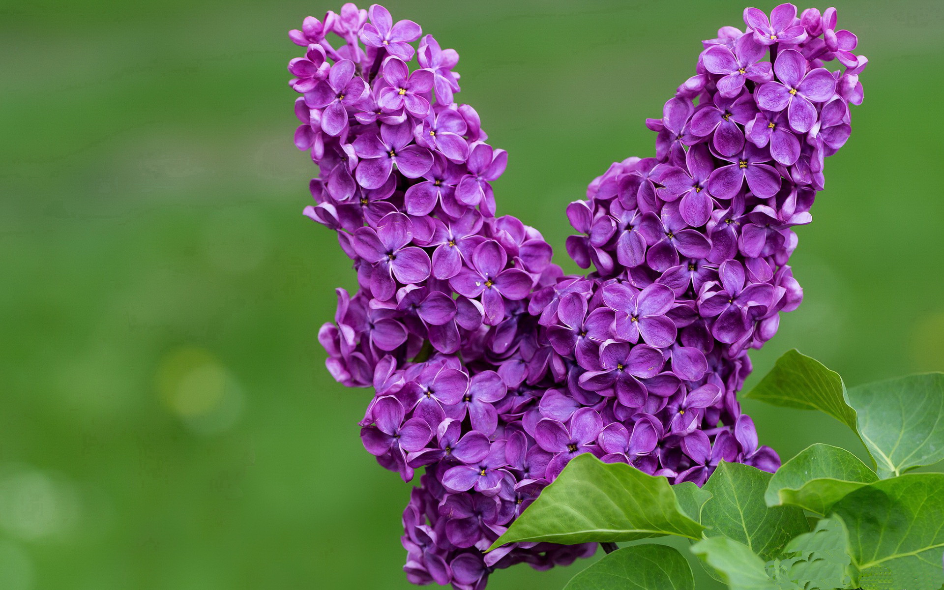 开云-当CBA遇上NBA，吉林队商业赛遭克莱·汤普森三分雨血洗，骑士众将沦为背景板