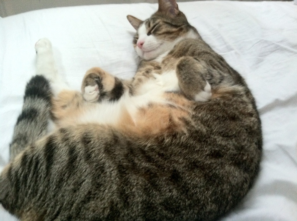 1.钢铁防线与致命一击，日本团队锁死埃及，努涅斯化身胜负手