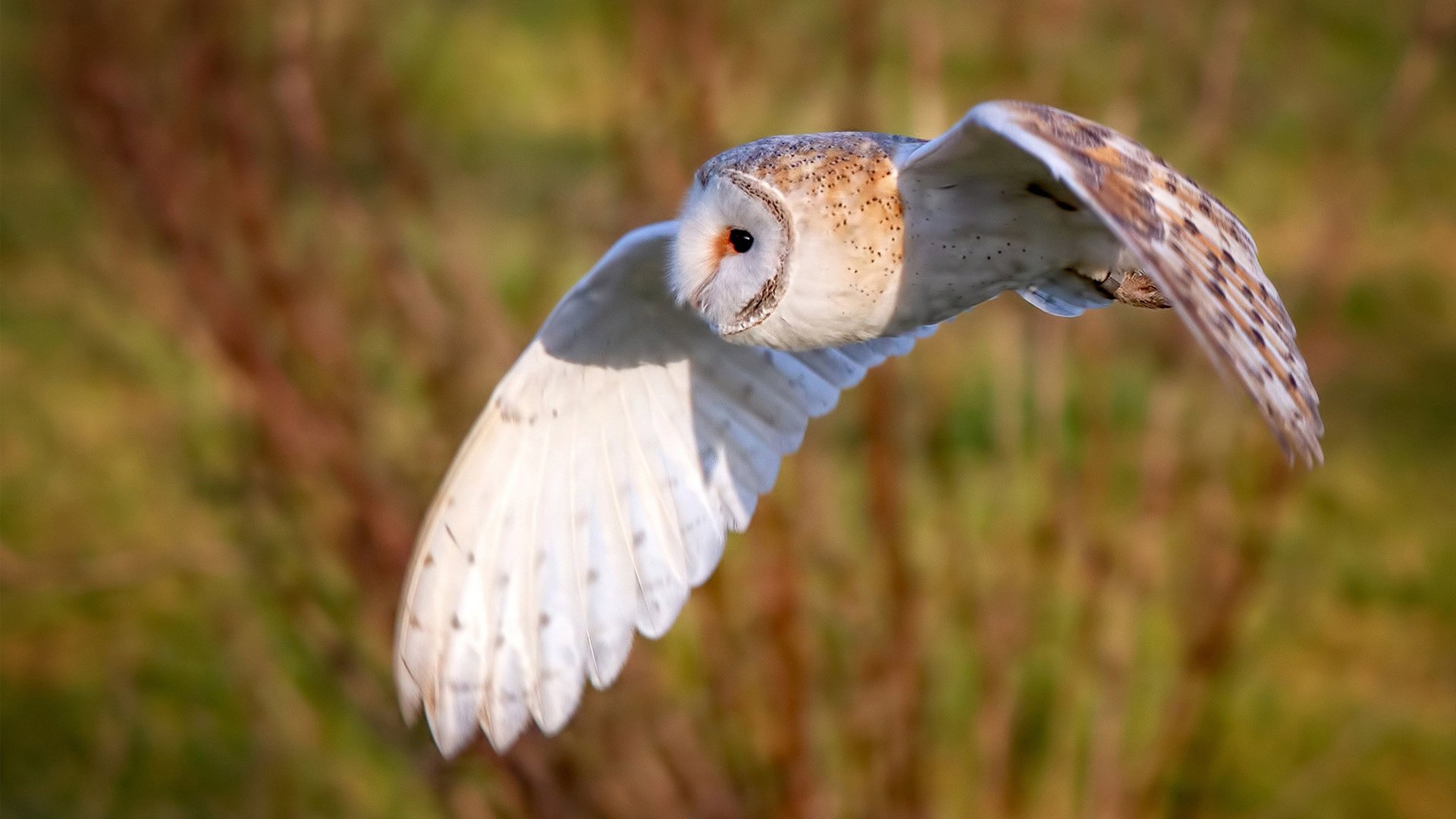 新星闪耀，帕尔默在卡塔尔对阵国际米兰的焦点战中证明自己