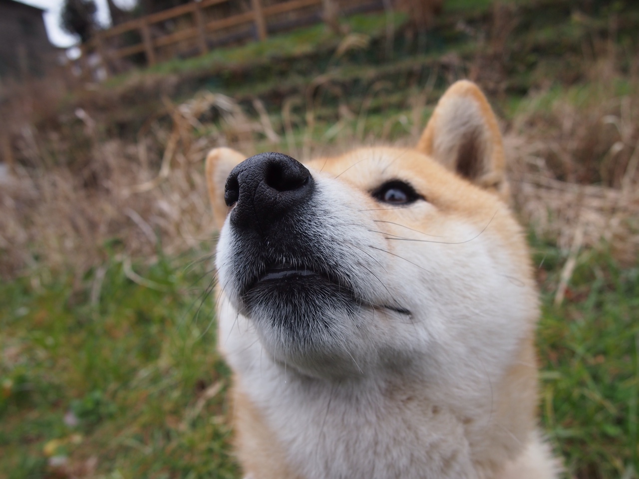 跨界启示录，从京多安的巴萨爆发到加拿大足球的雷恩式崛起
