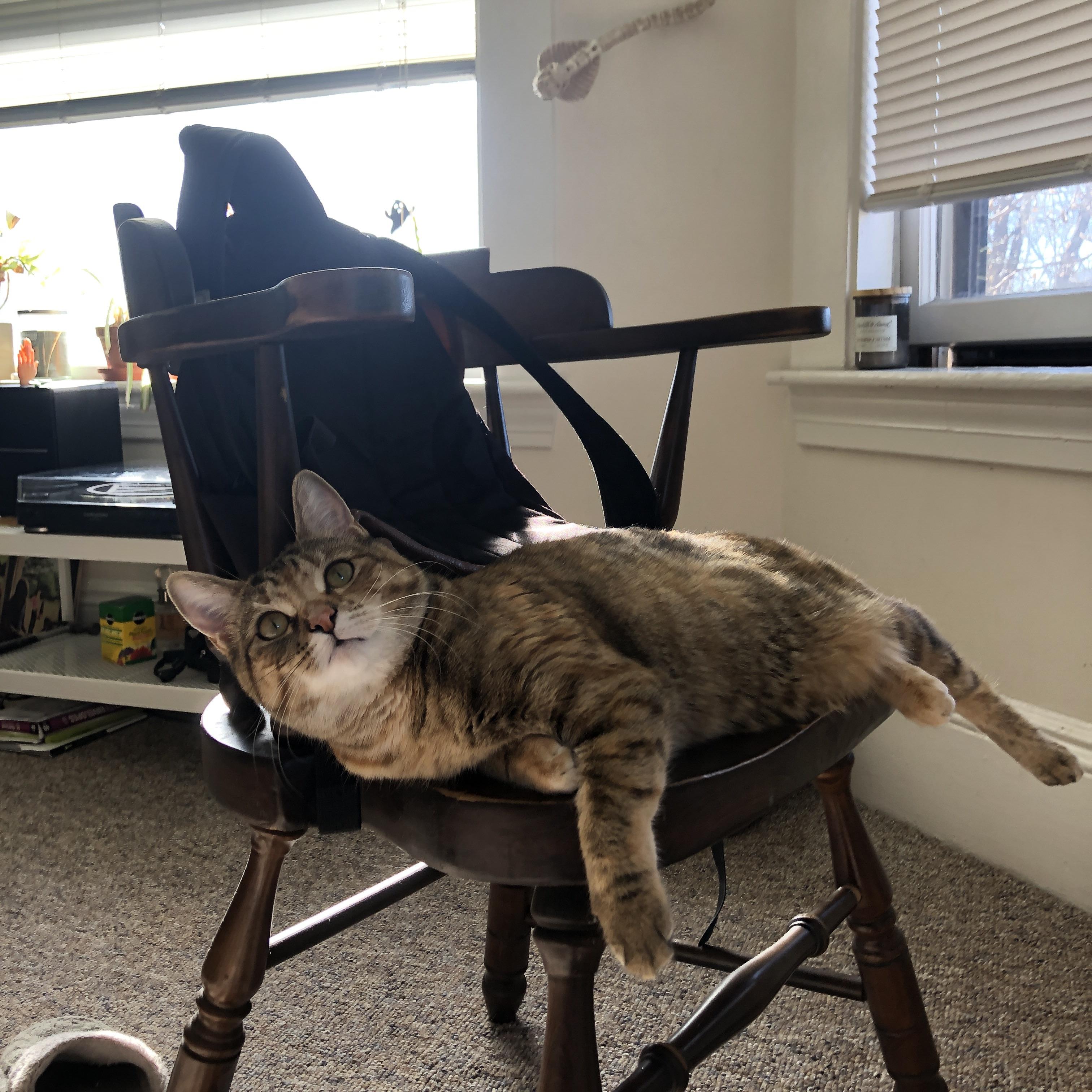 美洲风暴席卷巴林，F1新赛季揭幕战，一场美国制造对旧秩序的精准粉碎