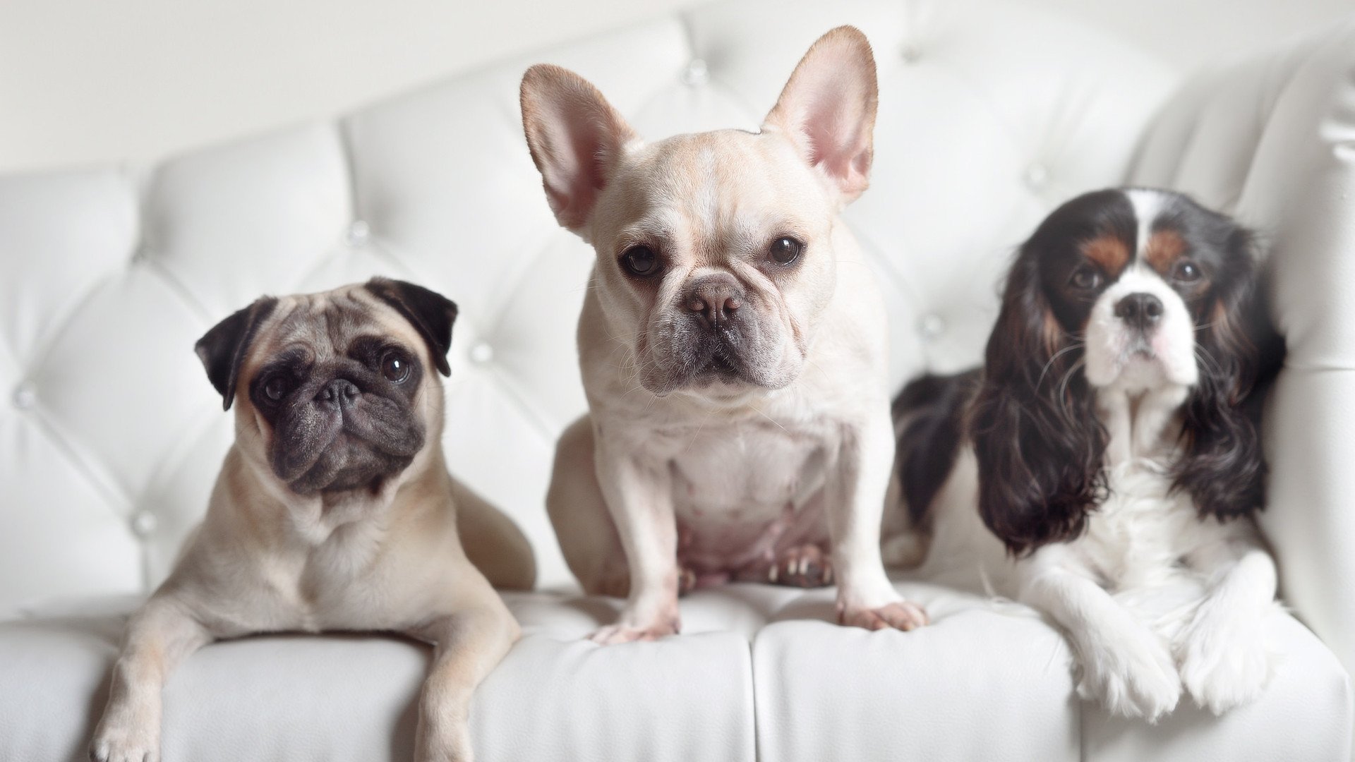 逆袭之光，球场之魂—关于跨越大洋的胜利者叙事