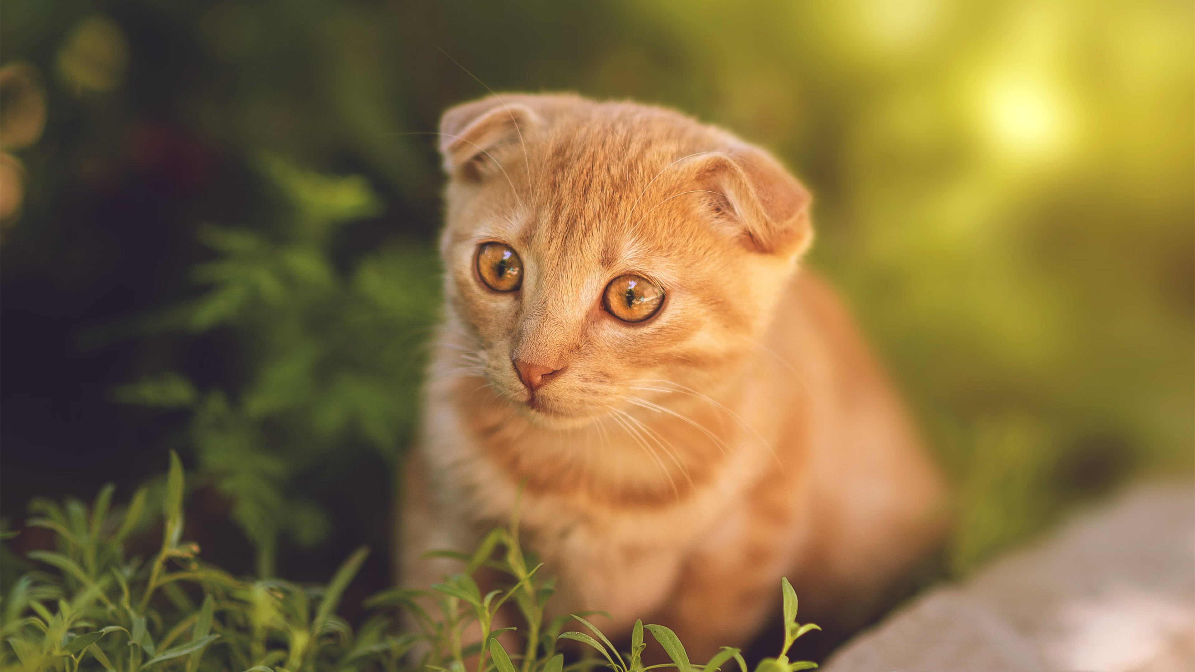 当骑士用三分雨冲垮湖人，另一边东契奇已在欧洲赛场加冕