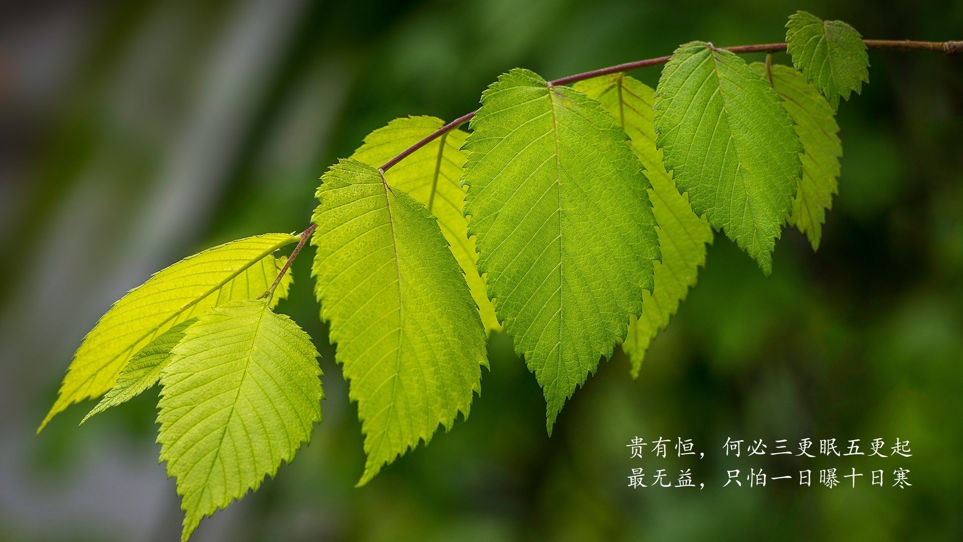 高卢雄鸡的异次元狂想,2026,当世界杯冠军遇见亚洲黑马,京多安用一场降维打击封神